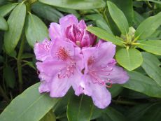 Rhododendron Catawbience Grandiflora