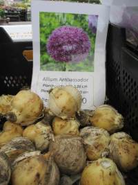 Allium Ambassador