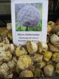 Allium Globemaster