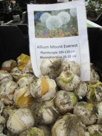 Allium Mount Everest