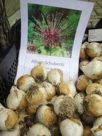 Allium Schubtertii