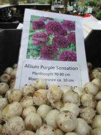 Allium Ambassador
