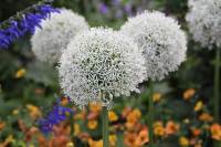 Allium Mount Everest