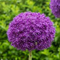 Allium Ambassador