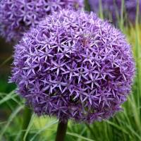 Allium Globemaster