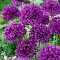 Allium Ambassador