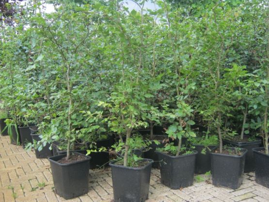 beuken volle grond