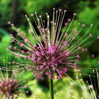 Allium Schubtertii