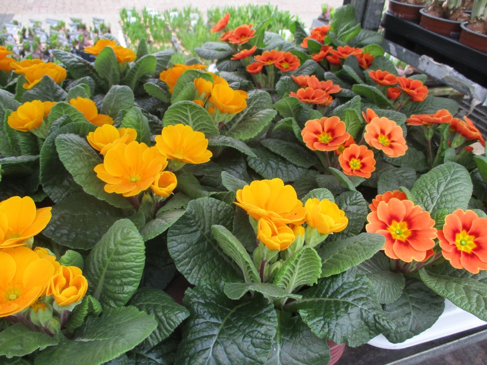 Vrolijke Lentebloemen Tuincentrum Muis Zwartebroek